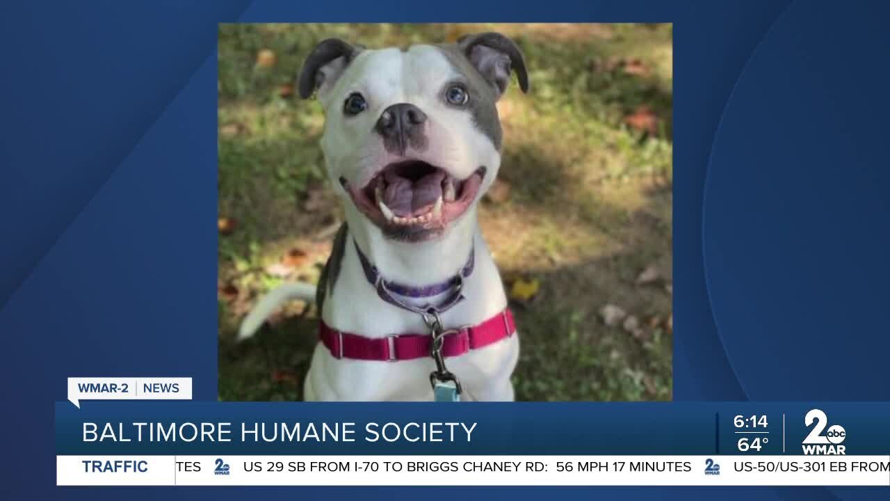 Ibis the dog is up for adoption at the Baltimore Humane Society