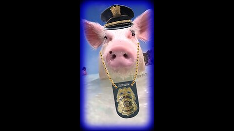 When COPS visit PIG BEACH Bahamas