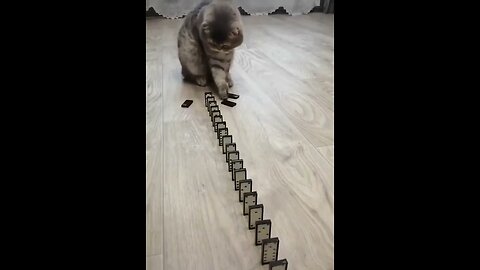 Domino Cat! Cute Cats!! Funny Cats