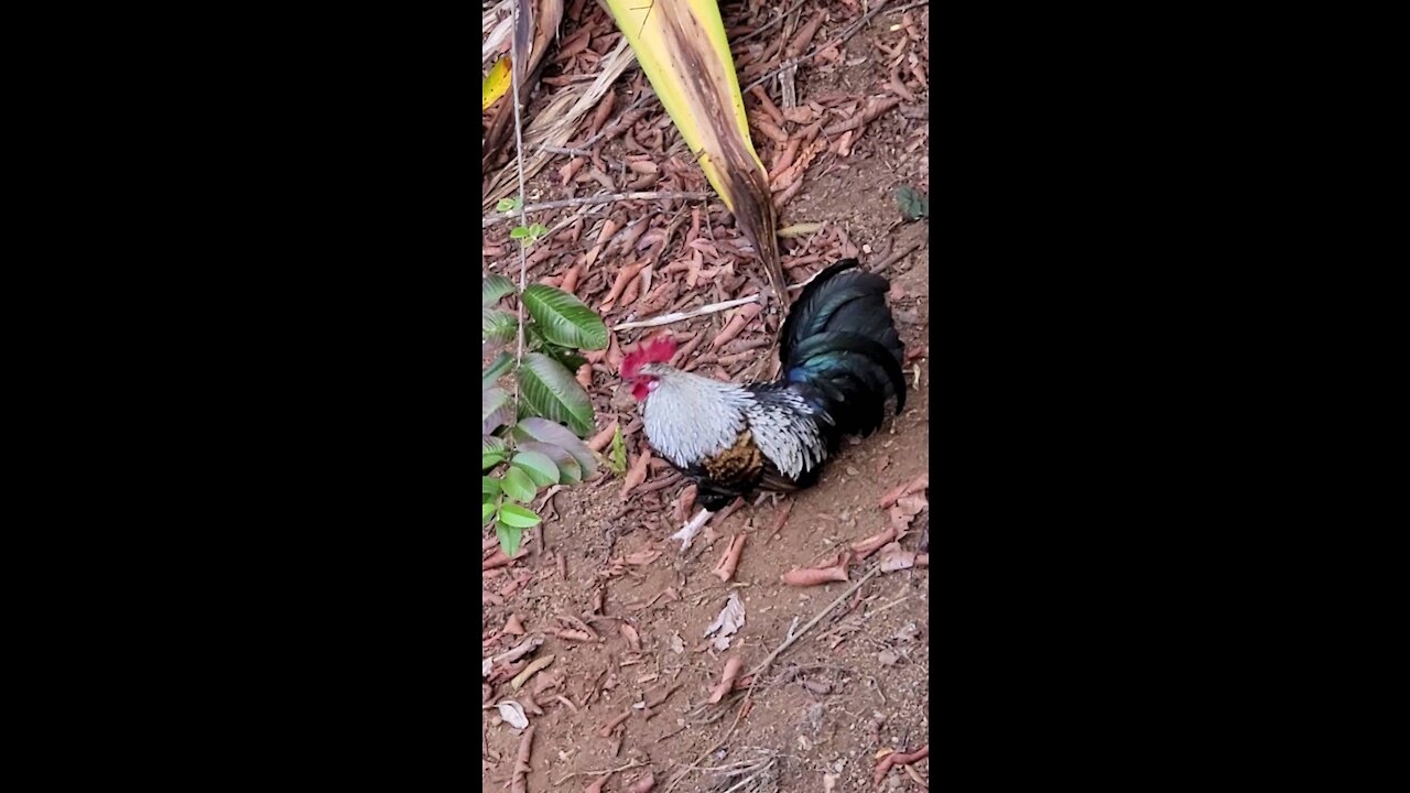 Came to Maui to see Chickens