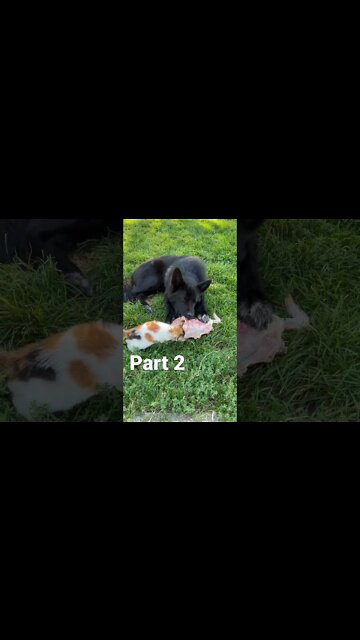 Wolf Dog Puppy Sort Of Sharing Food With Kitten. 🐺🐓 #shorts #farmkitten #lycanshepherd