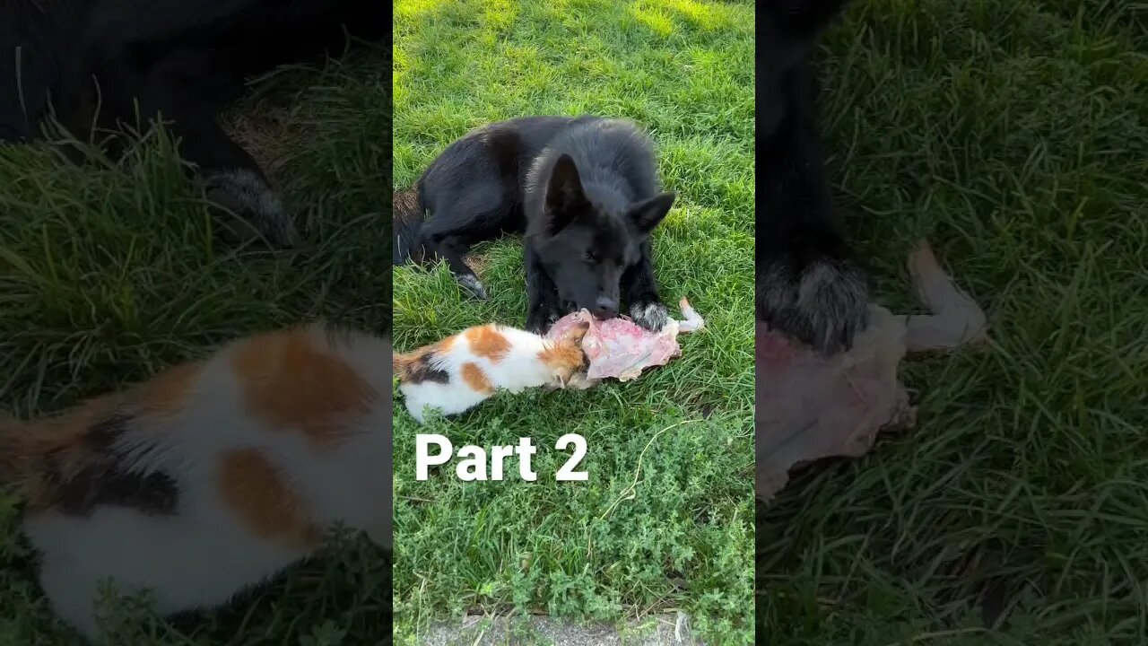 Wolf Dog Puppy Sort Of Sharing Food With Kitten. πΊπ #shorts #farmkitten #lycanshepherd