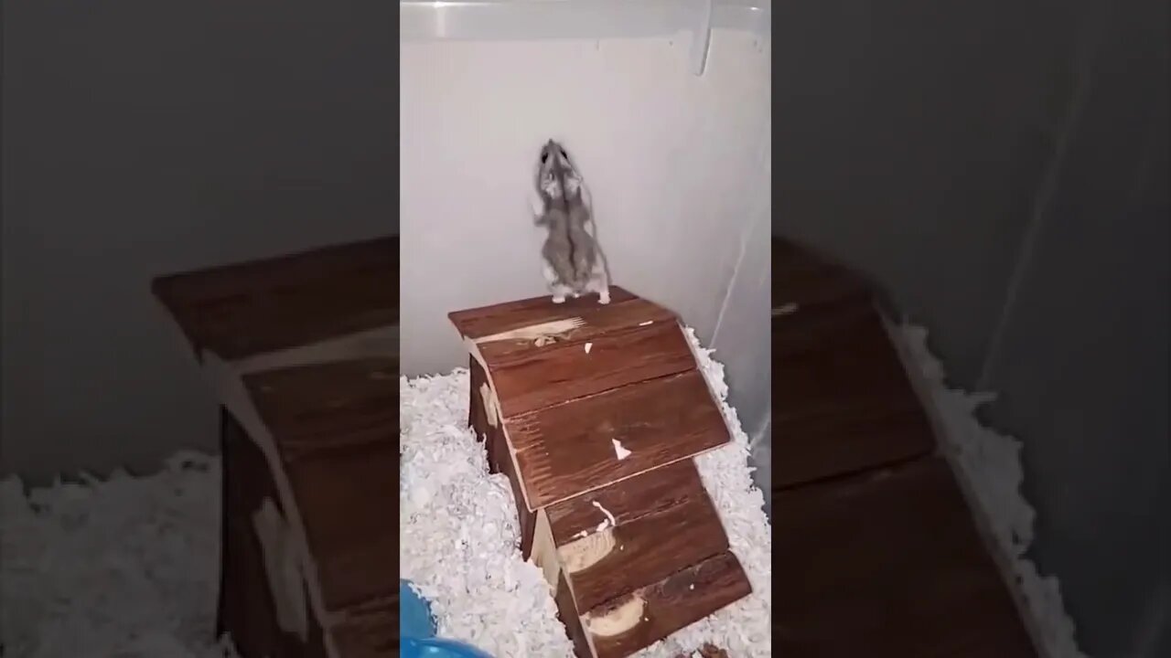 Wee😂 #foryou #foryoupage #funny #viral #wee #animals #funnyvideo #fypage #funnyanimals #fyp