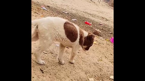 Little dogs playing together