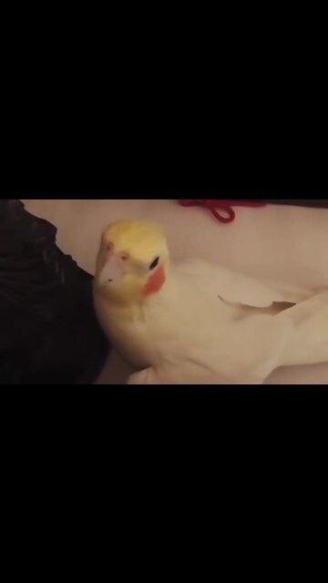 Parrot cheerfully whistles "If You're Happy And You Know It" tune