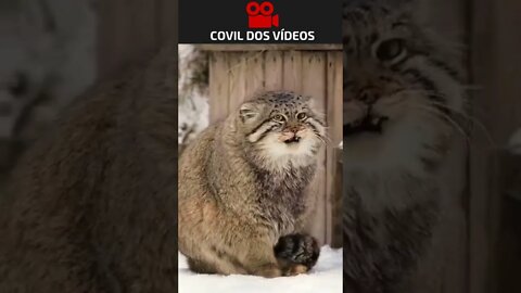 esse gato comeu mais do que devia