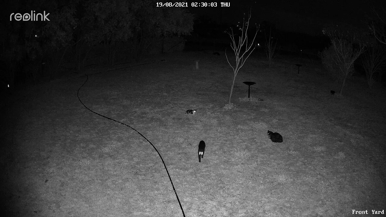 Lippy Stray & Black cat 03