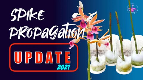 Phaius Spike Propagation 2.0 UPDATE | 2021 adaptation from 2020 failed attempt