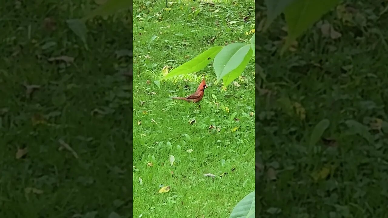 A relative came to visit
