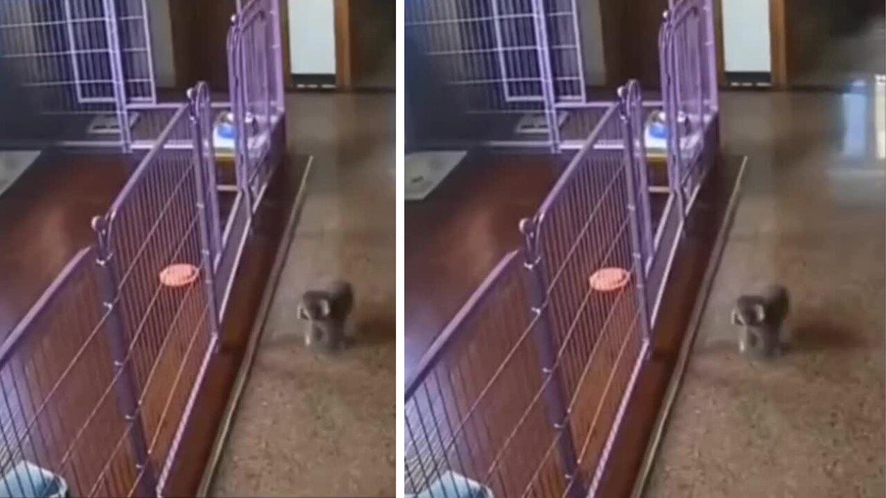 Little Puppy Outsmarts its owners-Cute and Smart puppy😲😲