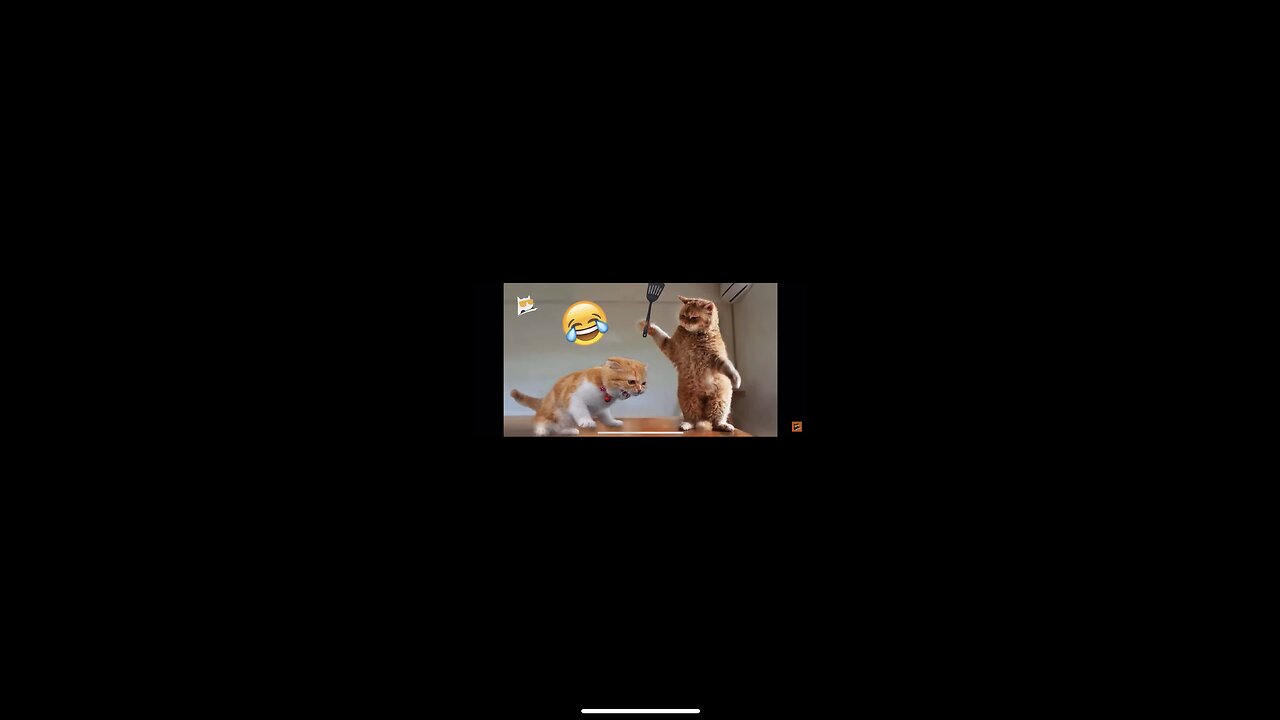 Funny cat vedios 😂#funny