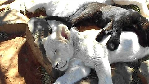 Two cute white lion cubs and one cute black leopard having Siesta in Easter broad daylight