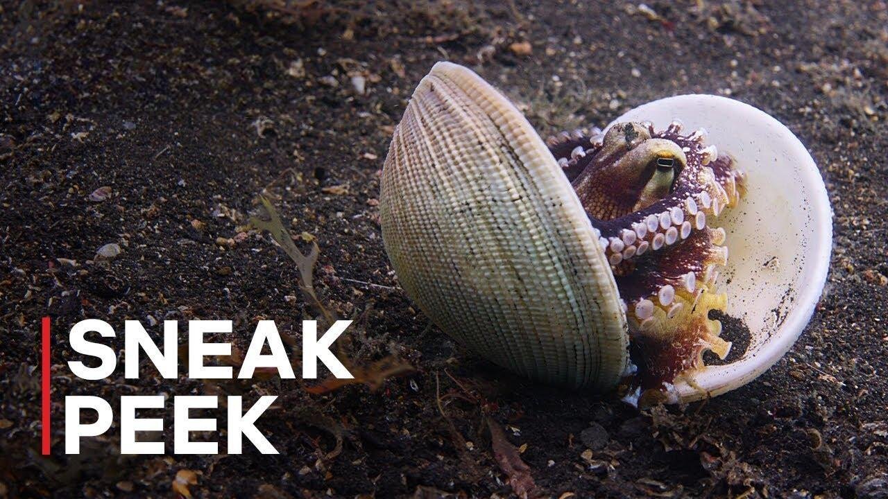 Our Oceans Clever Octopus Shoots Fish Sneak Peek