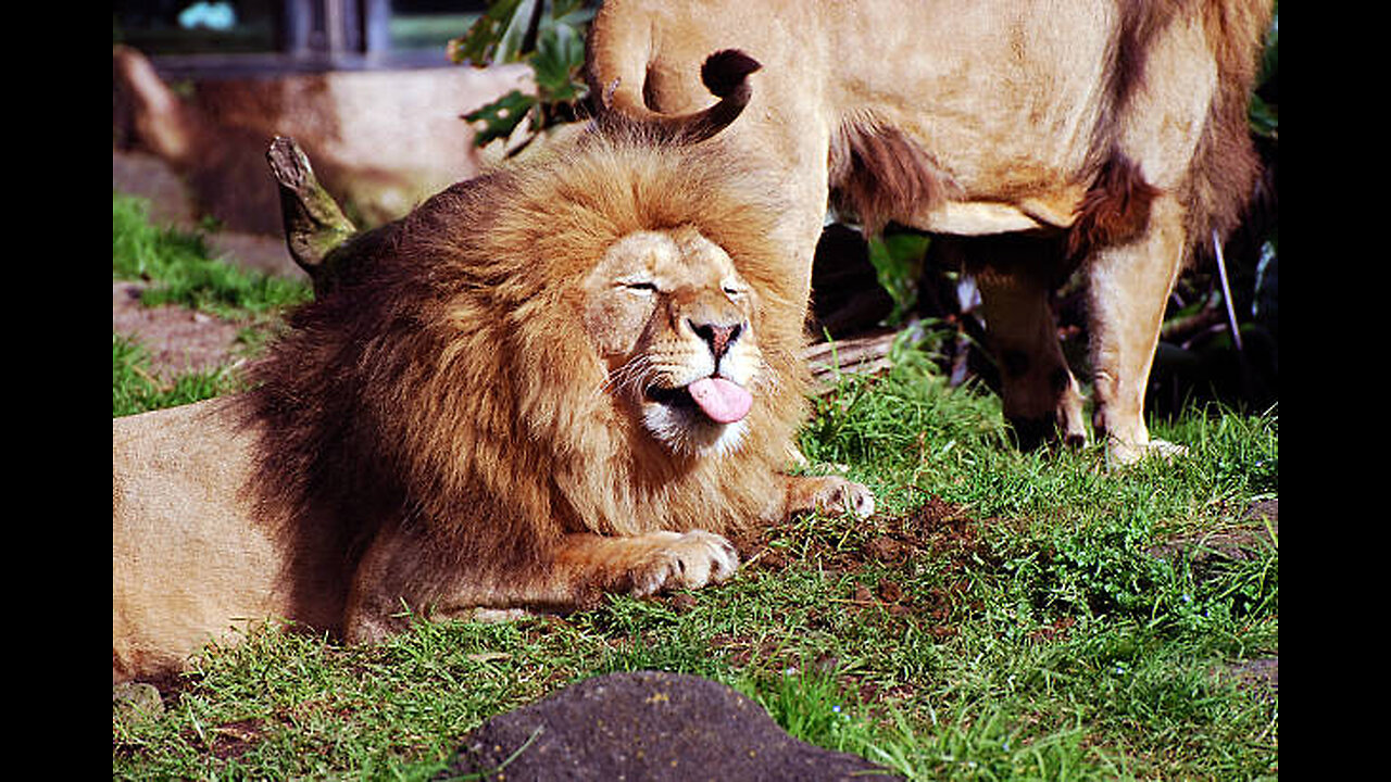 funny lion face #funnylionface #sealionfunnyface