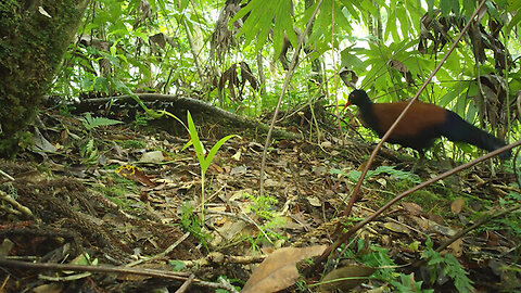 Bird sighted for first time since 1882