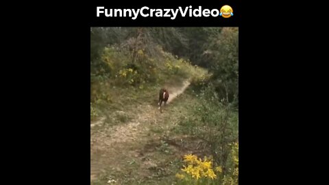 Mr FunnyCrazyVideo😂 Just Incredible Video Funny and Crazy #Like Follow for Follow