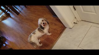 O Litter - 6 wks Old Today