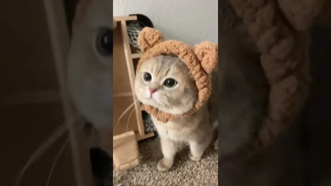 cute kitty 1