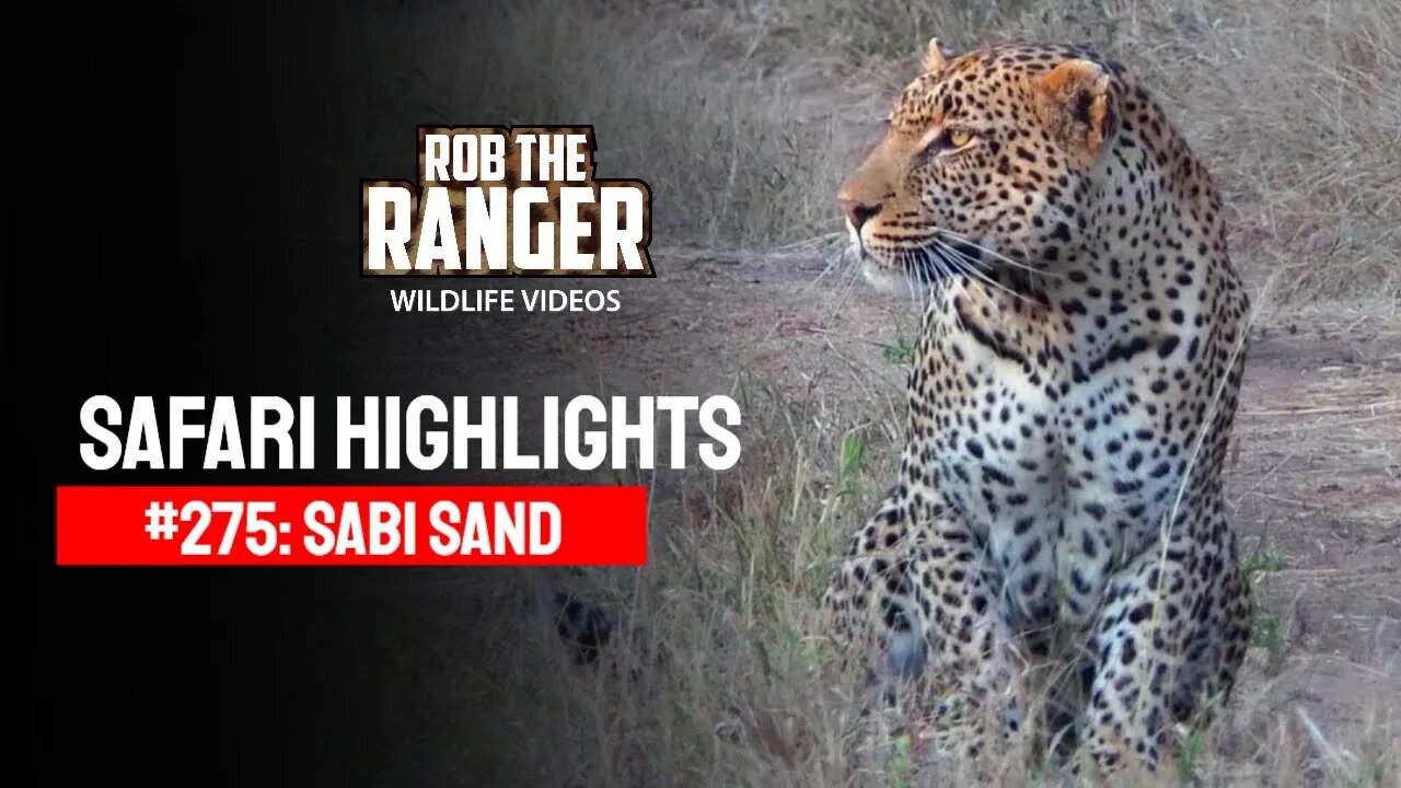 Safari Highlights #275: 28 - 31 May 2014 | Sabi Sand Nature Reserve | Latest Wildlife Sightings