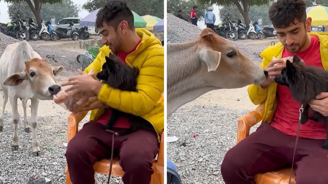 Courageous dog tries to befriend big hungry cow #Shorts