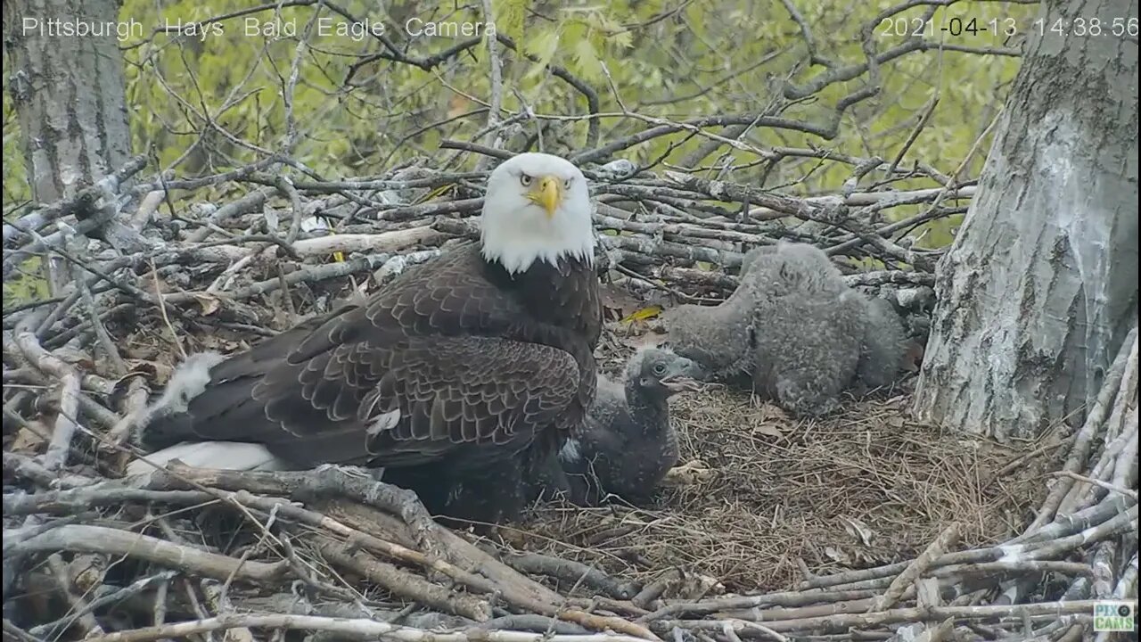 Hays Eagles H15 Hey Dad can I yell too ? 4.13.21 1438