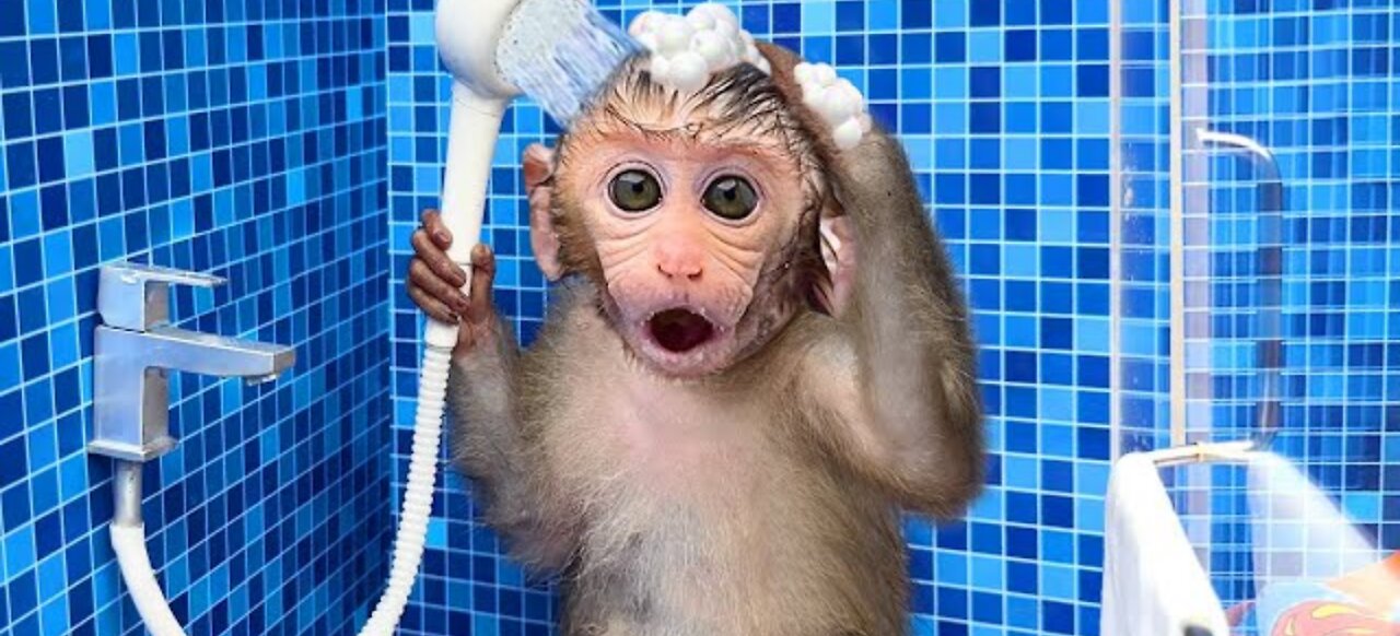 Monkey baby Bon Bon oes to the toilet and plays with Ducklings in the swimming pool🏊