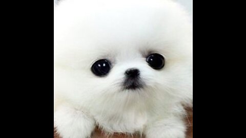 THE BEST Adorable AND Interesting Creature Recordings OF 2023