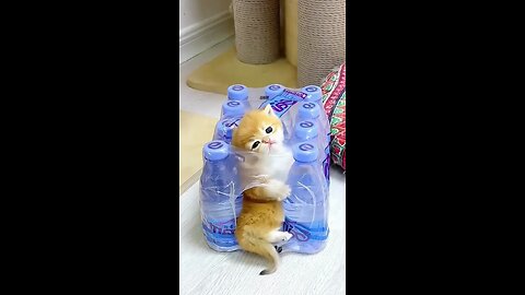 funny cats funny dogs animals videos #111