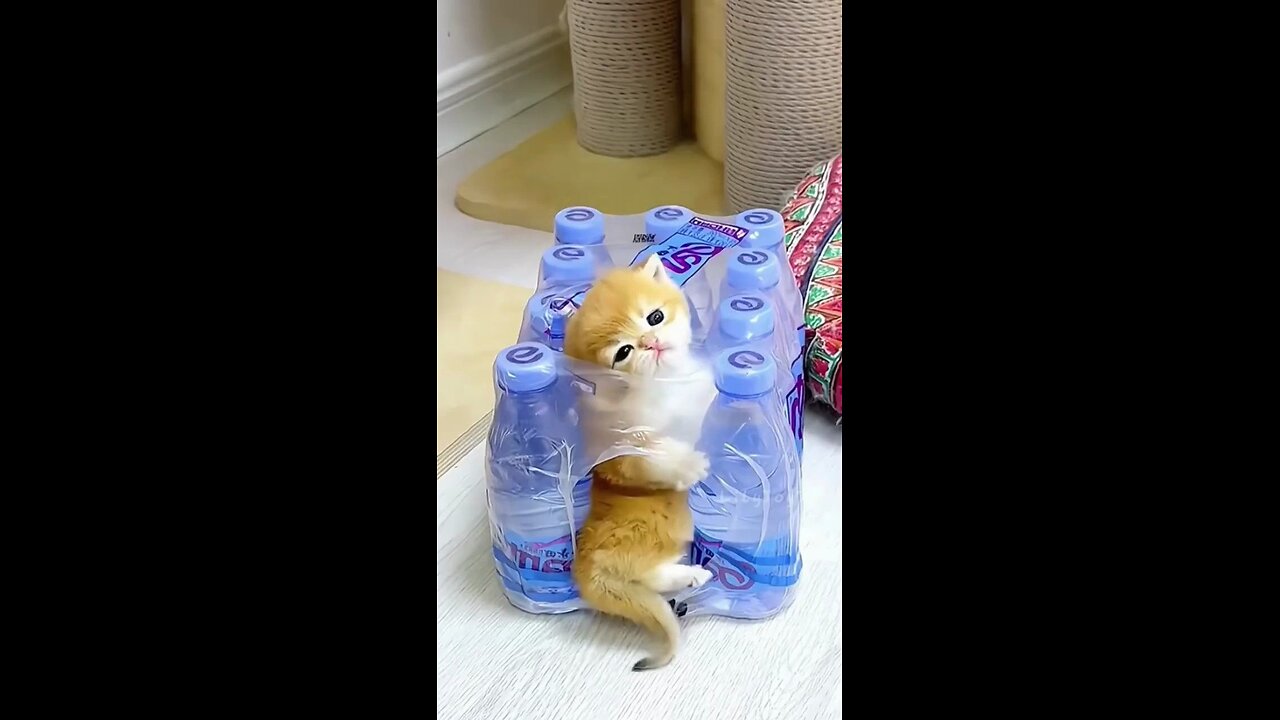 funny cats funny dogs animals videos #111