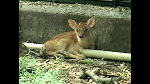 Rare Baby Deer