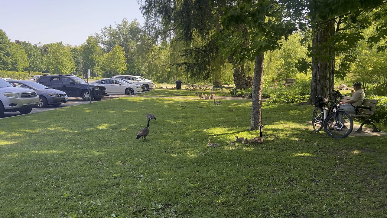 Canada goose families still doing ok