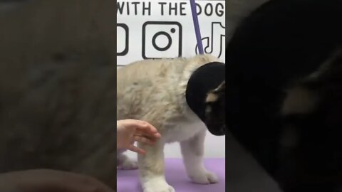 🐕American Akita Puppies love bath time...#shorts