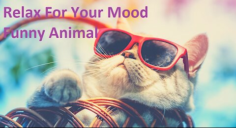 Funny Animals - Best Of The Funny Animal Videos