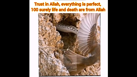 Trust in Allah, everything is perfect . 100 surely life and death are from Allah