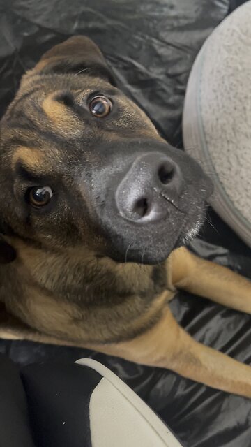 Mouthy puppy begs for attention #shorts #dogs #puppy