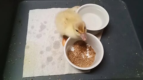 Muscovy Duckling, Gets close to the Camera, wants to be picked up ( Video 7 )