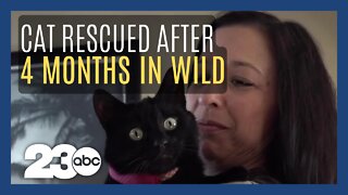 Cat rescued after 4 months missing in the wild