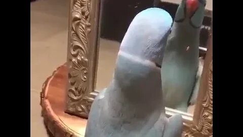 parrot saying i love you in the mirror.