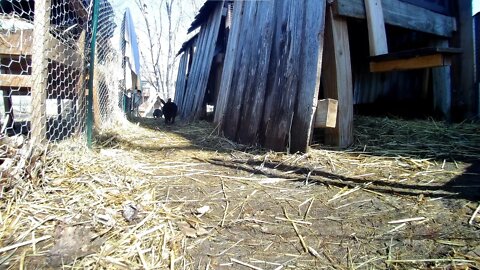 Rabbits need to run! In the rabbit run with a new Silver Rabbit!