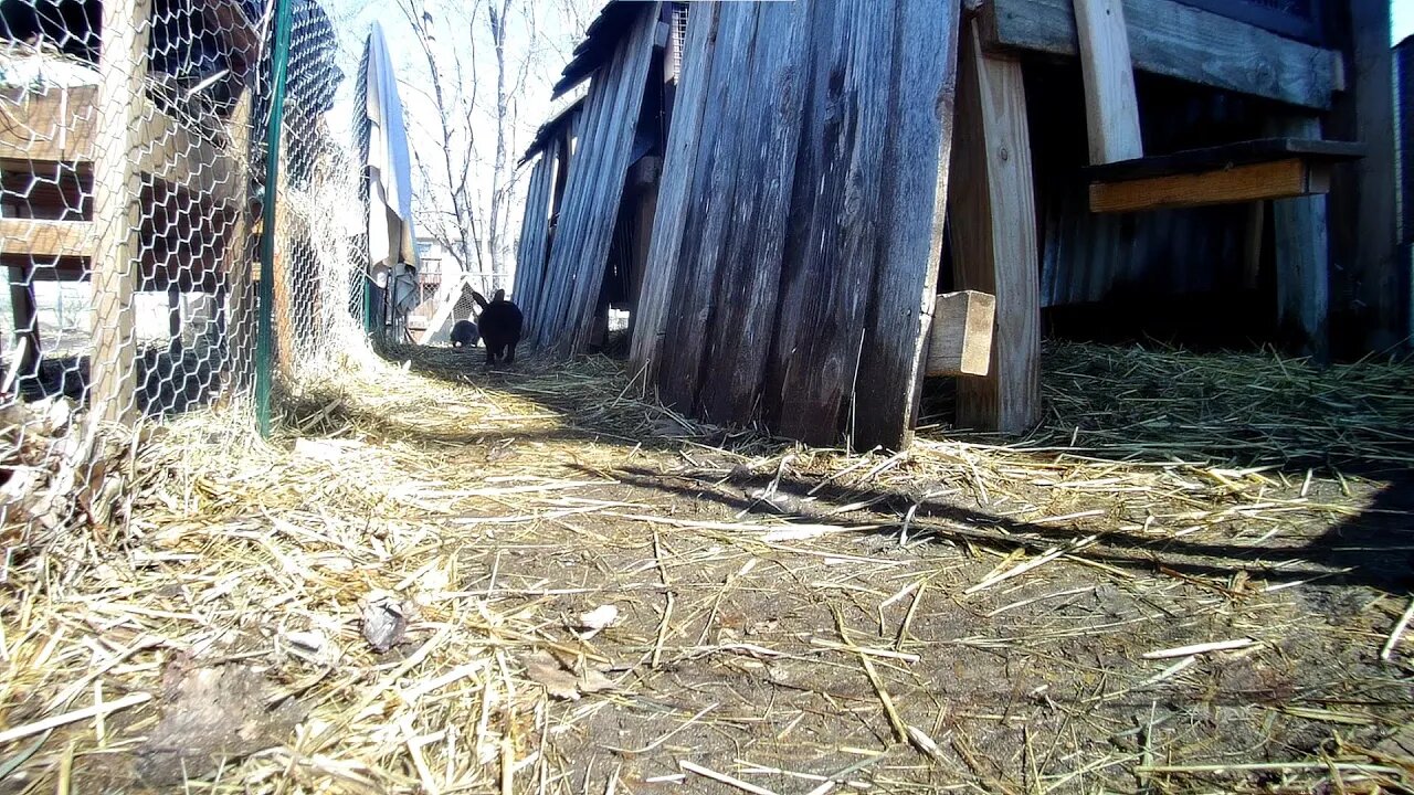 Rabbits need to run! In the rabbit run with a new Silver Rabbit!