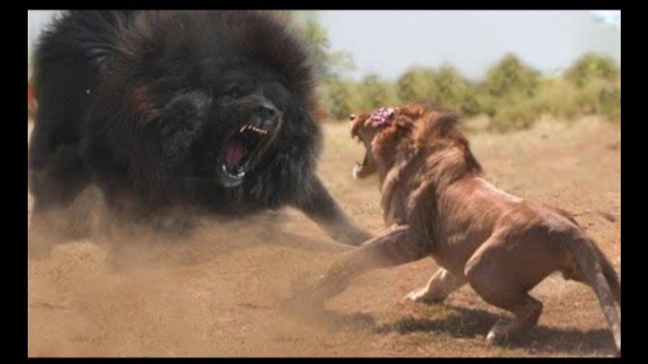 scary beast lion fight