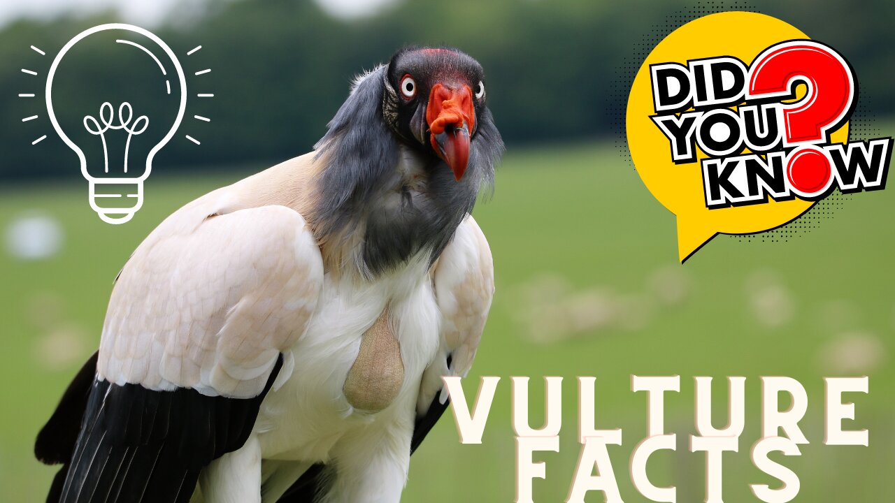 Interesting facts about New and Old World Vultures