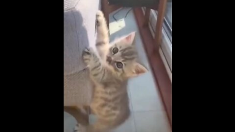 Funny Animals - Best Cute Cats Funny Dogs Videos Ever