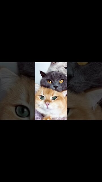 1Min Animal World #dogs #cats #pet