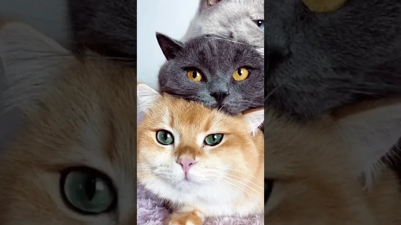 1Min Animal World #dogs #cats #pet