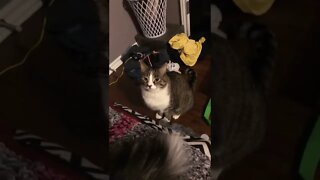 This cat doesn’t look too happy #shorts