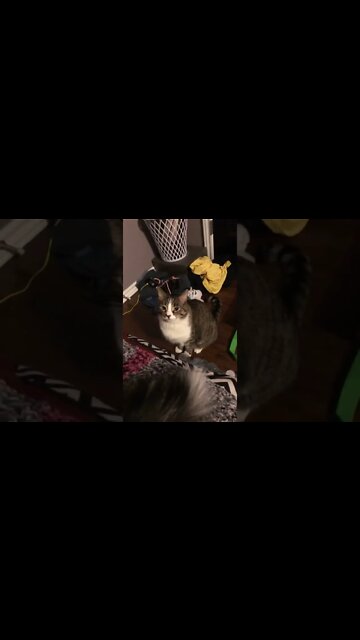 This cat doesn’t look too happy #shorts