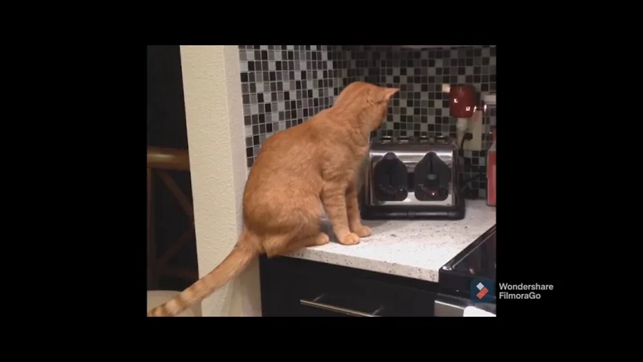 wooooo you scared me....#scared#toaster#cat#funny#surprised#believe#shorts