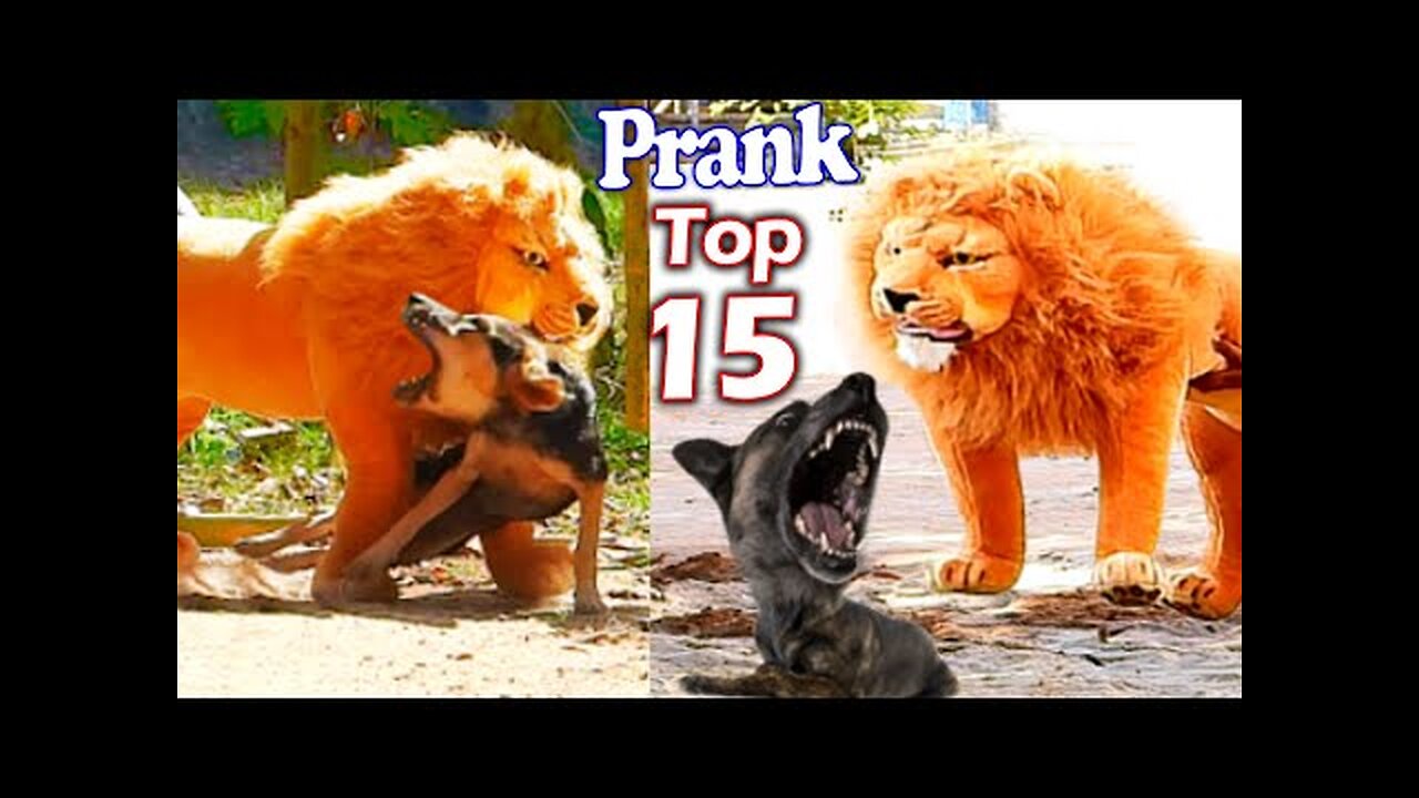 Best Prank Collection Top 15 - Fake Lion Prank Real Dog Super Funny - Try Not To Laugh Challenge