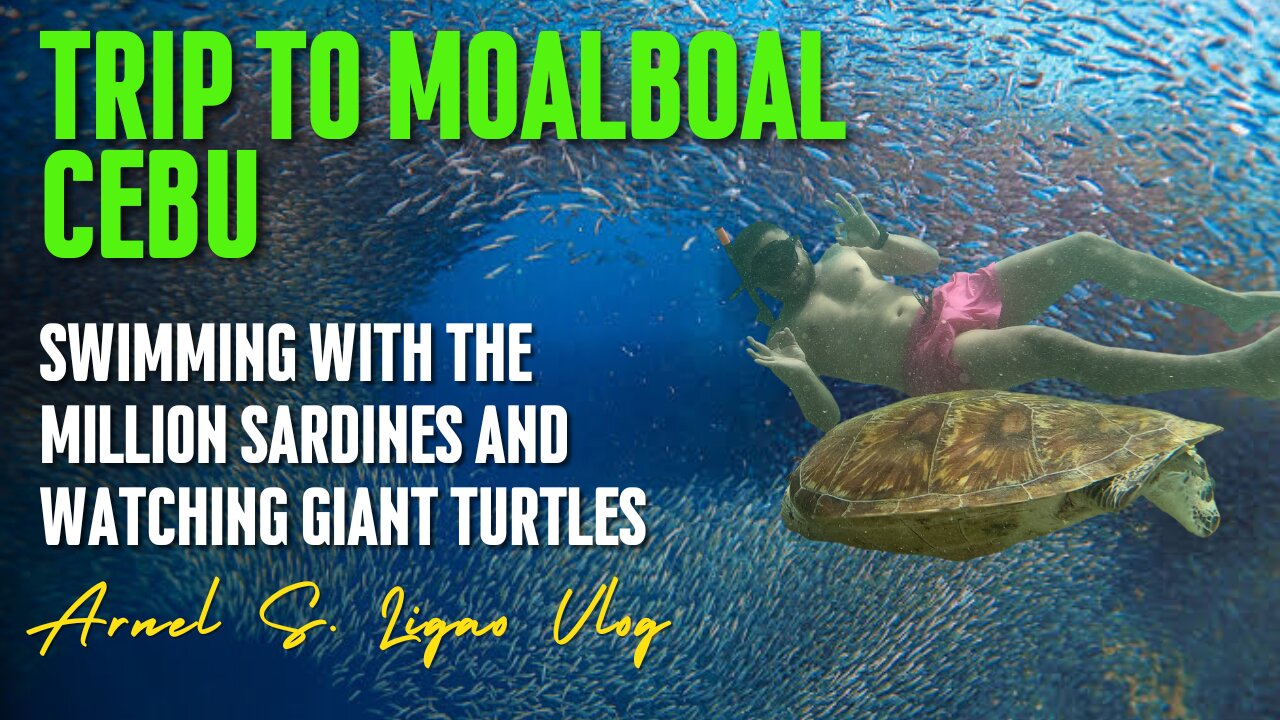 "Underwater Symphony: Swimming with a Million Sardines and Majestic Turtles"